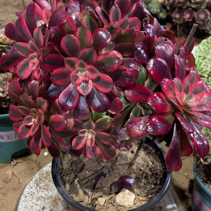 427蒙娜丽莎多肉植物特价