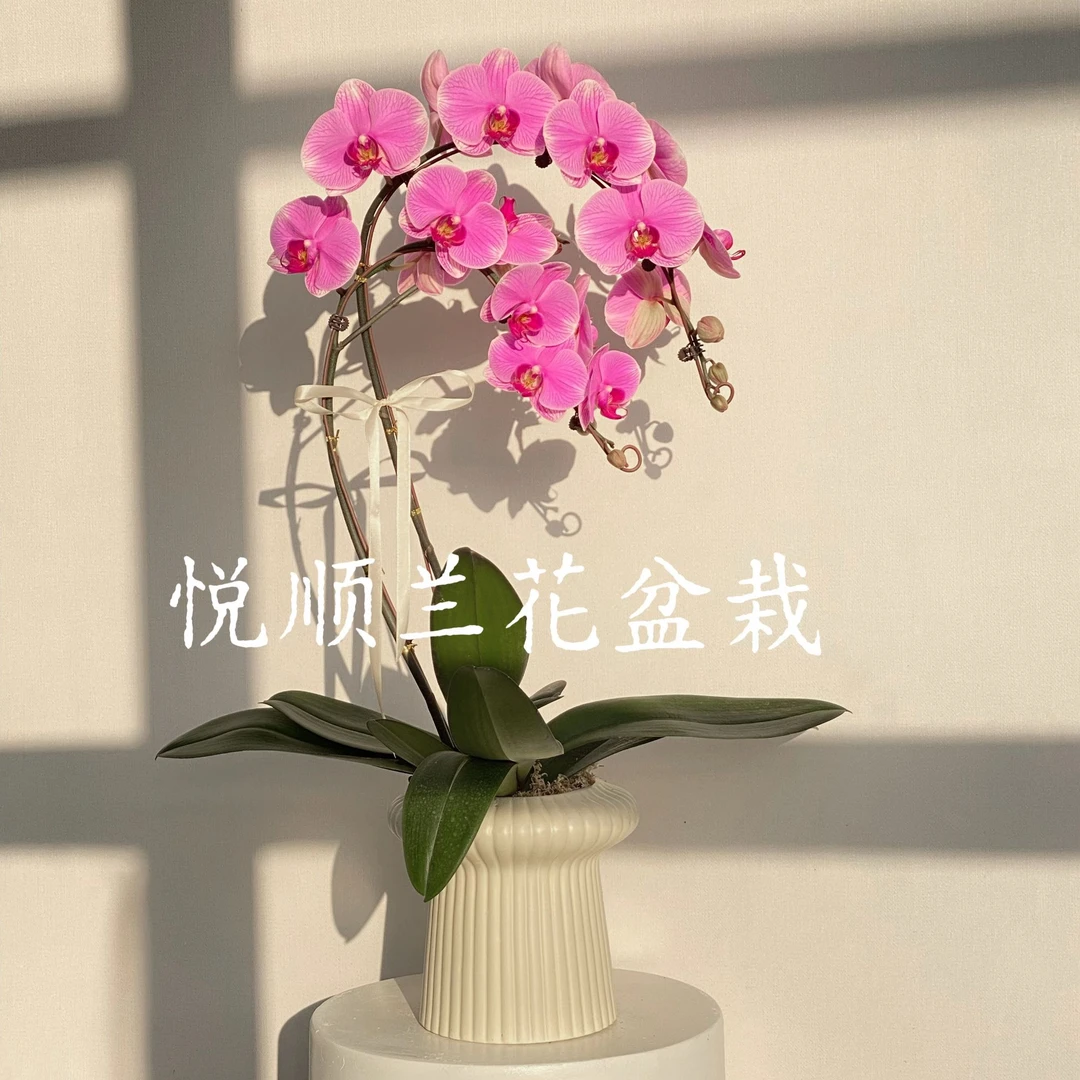 44129 蝴蝶兰 海洋之心 绿植花卉 桌面花 叶片自然开裂花期长