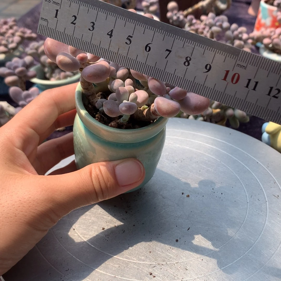 15号不带盆偏远地区不包邮的