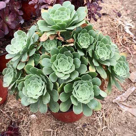 绿玫瑰玫瑰玫瑰玫瑰