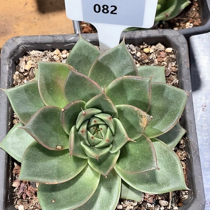 082-直播福利东云