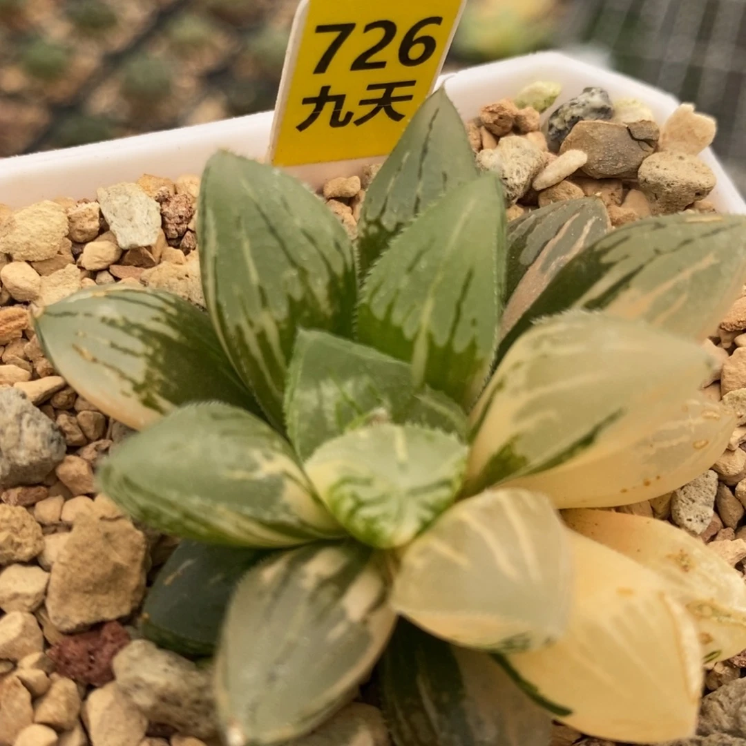 726号冰砂糖锦带盆