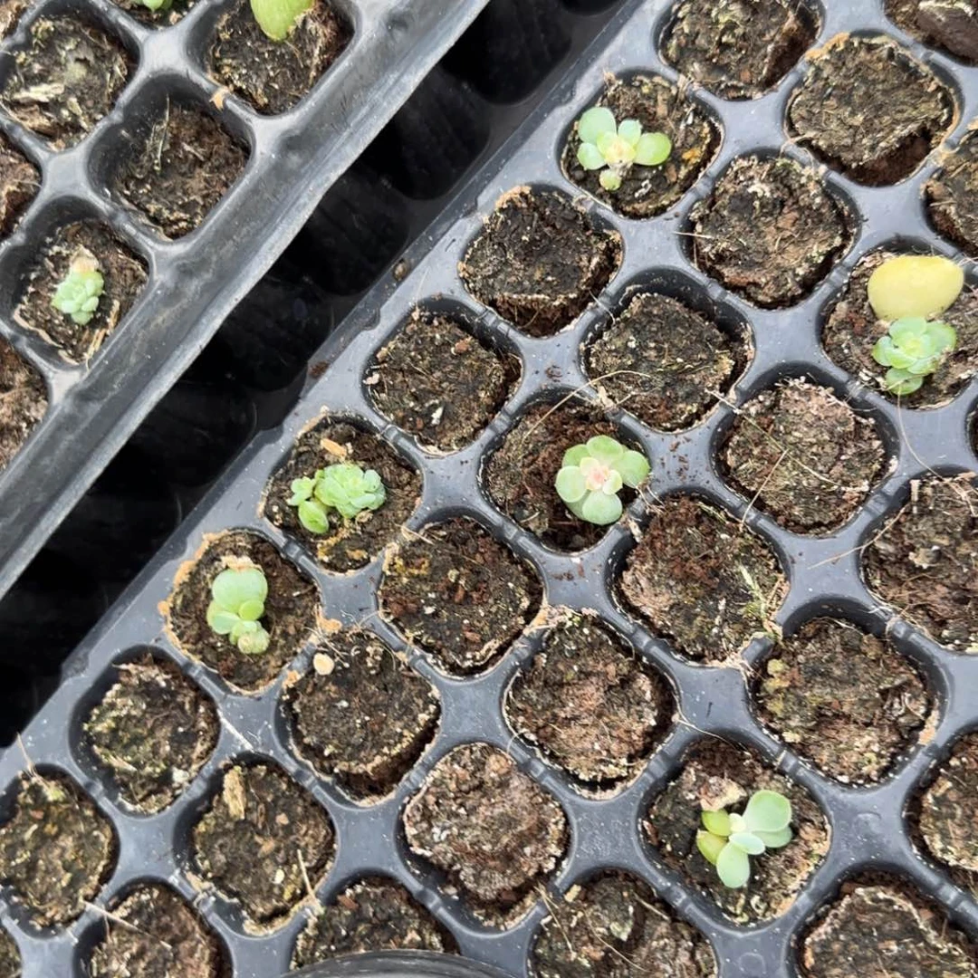 小浮玉中苗穴外棚一个满25包邮