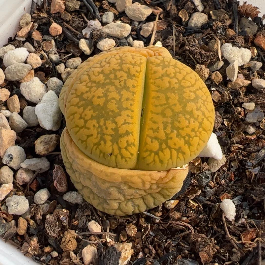 633多肉植物百科