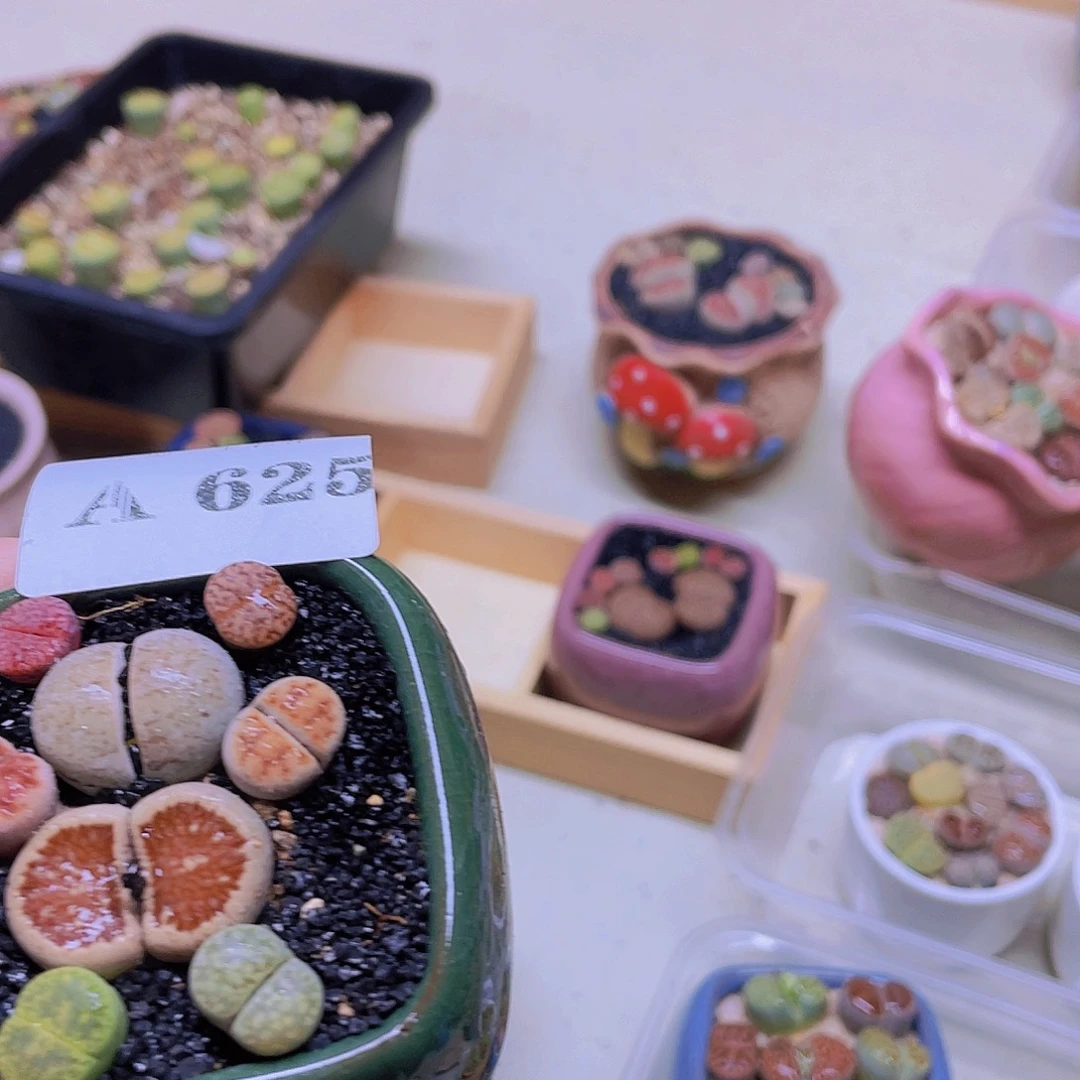 双***楼625……开播后的第一个节目是在