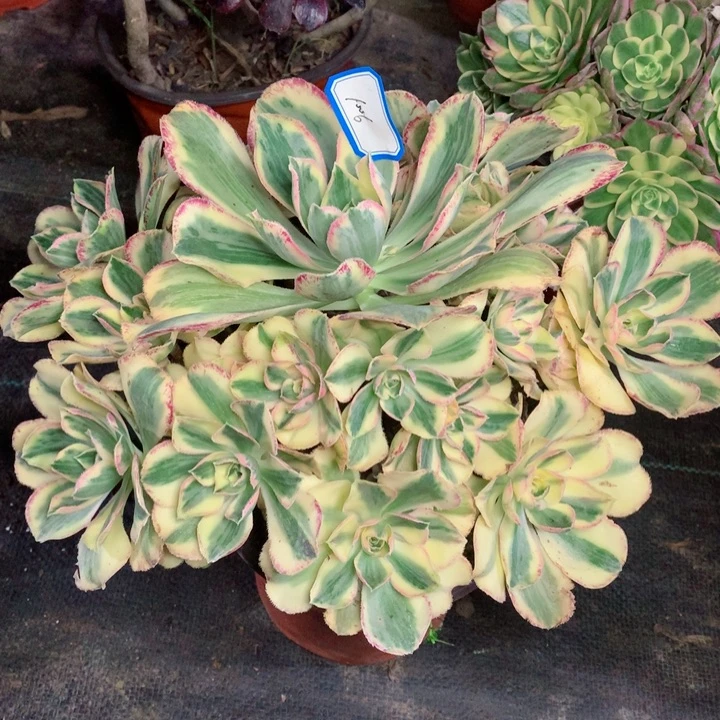 1006青花瓷多肉111111