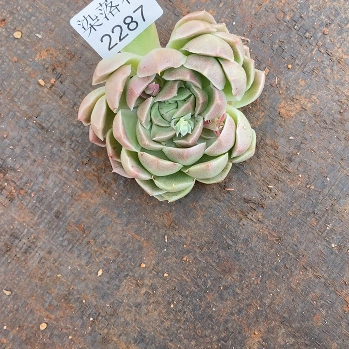 尐*糊精品多肉植物2287