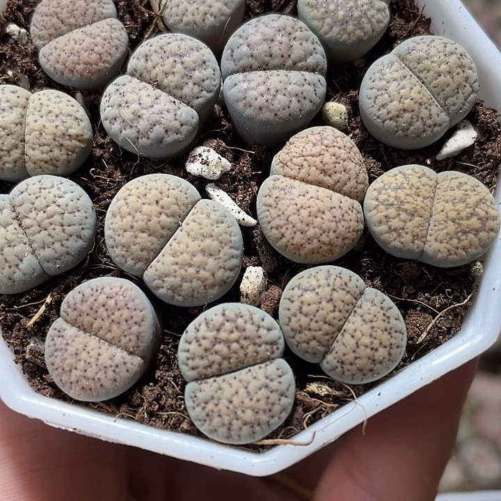 大部分花苞少量开放生石花盒541