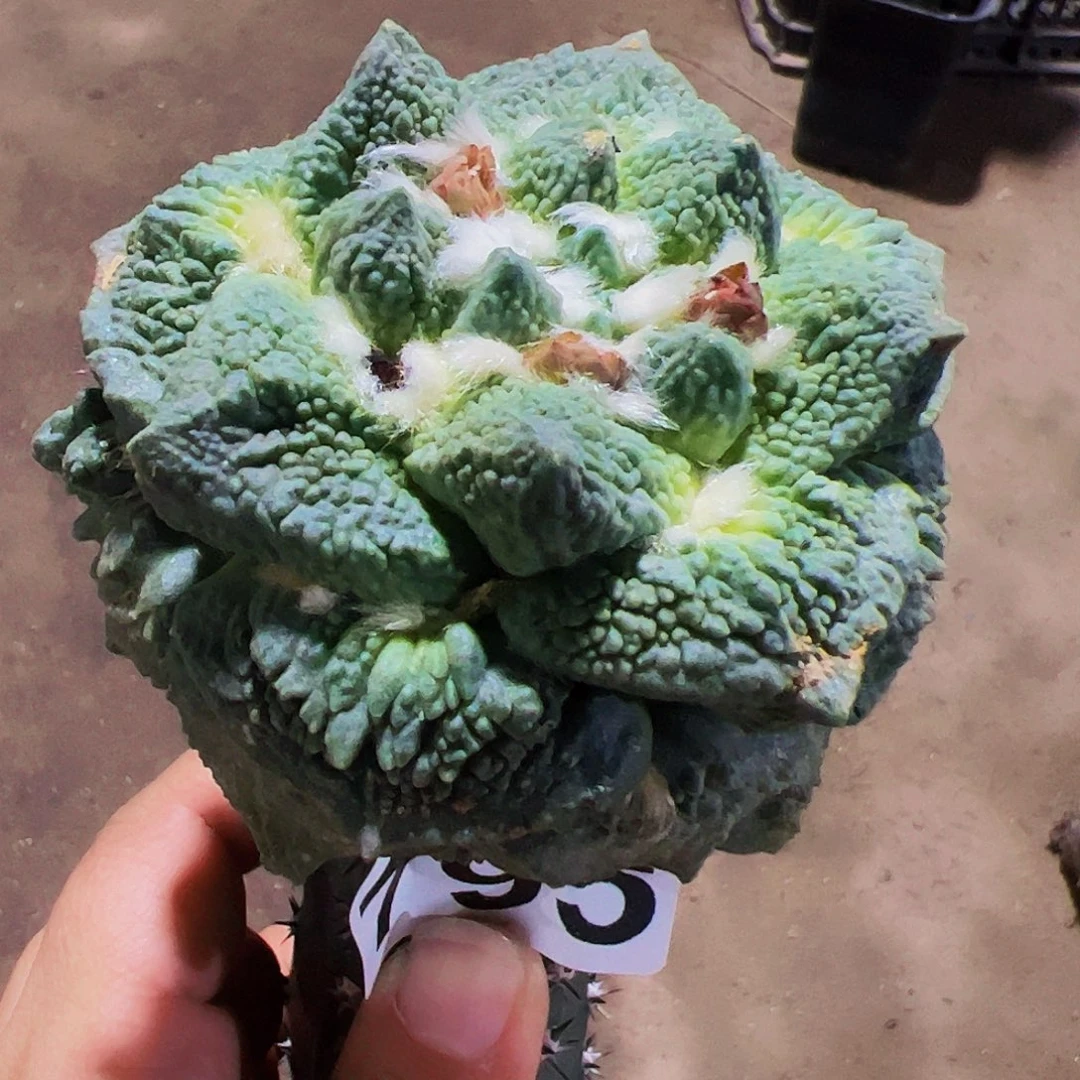 无花朵白肌颗粒怒涛牡丹795