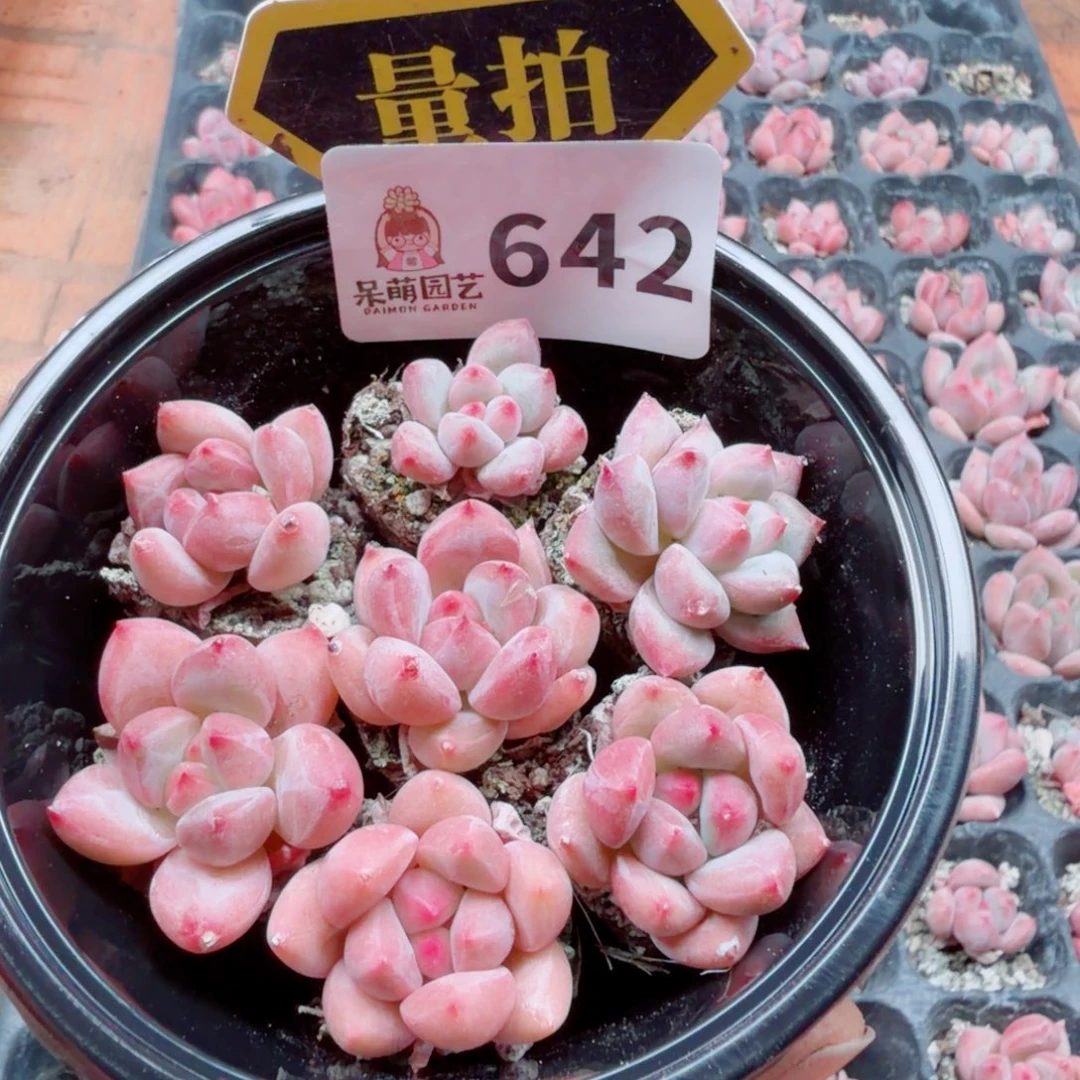 多肉植物多肉植物
