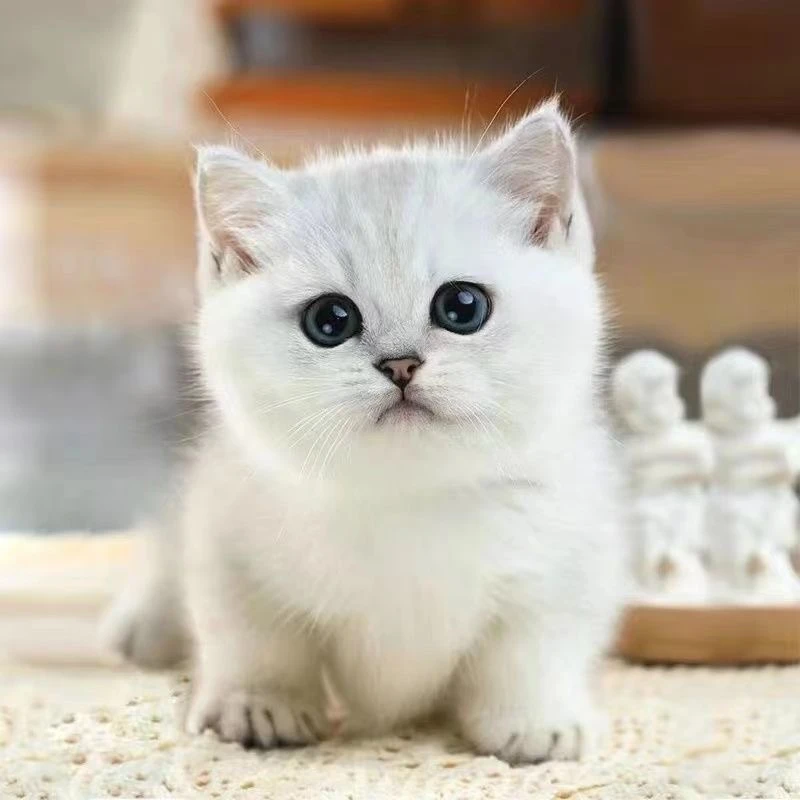 【六六萌宠】猫咪活体直播链接（拍下后咨询客服）