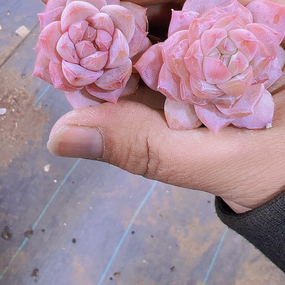 正版粉钻2个19包邮多肉