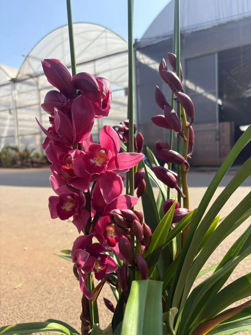 老黑家的蕙兰 【CR1294】落地款 年宵花 春节盆栽秋冬季好养活