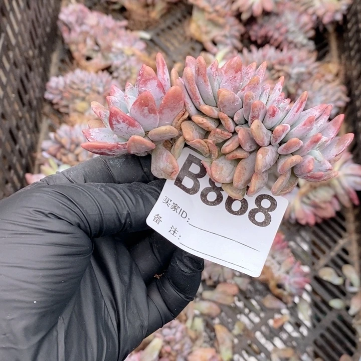 清***新868 粉兔缀哇哇哇哇