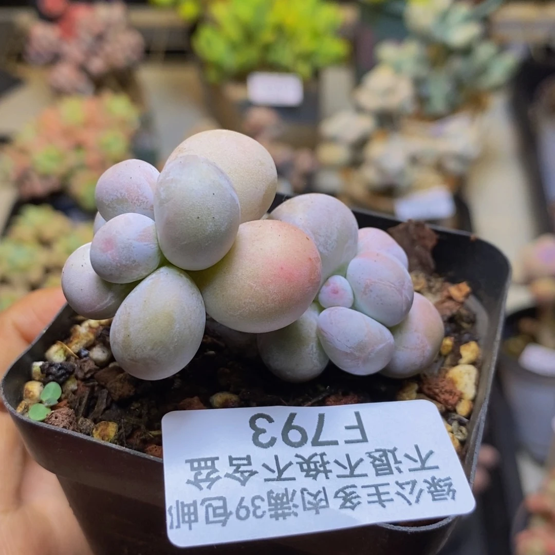 793橙奶多肉肉4cm