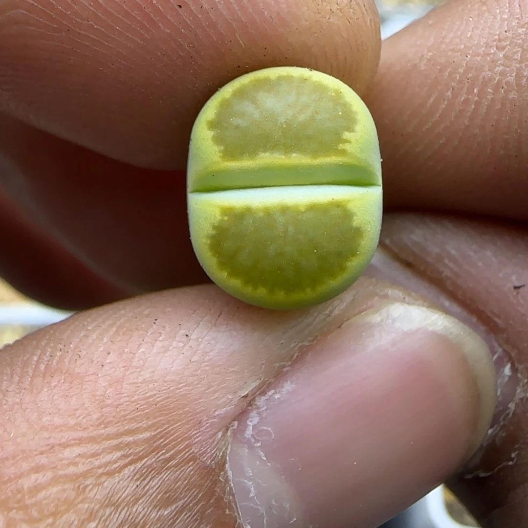 644 生石花大棚直播