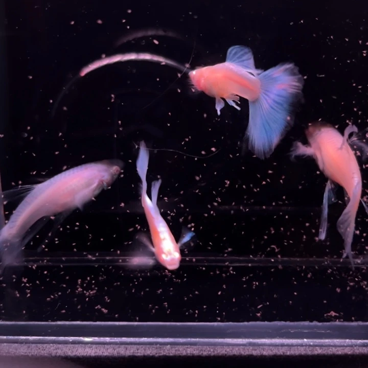 孔雀鱼蓝白大C2对