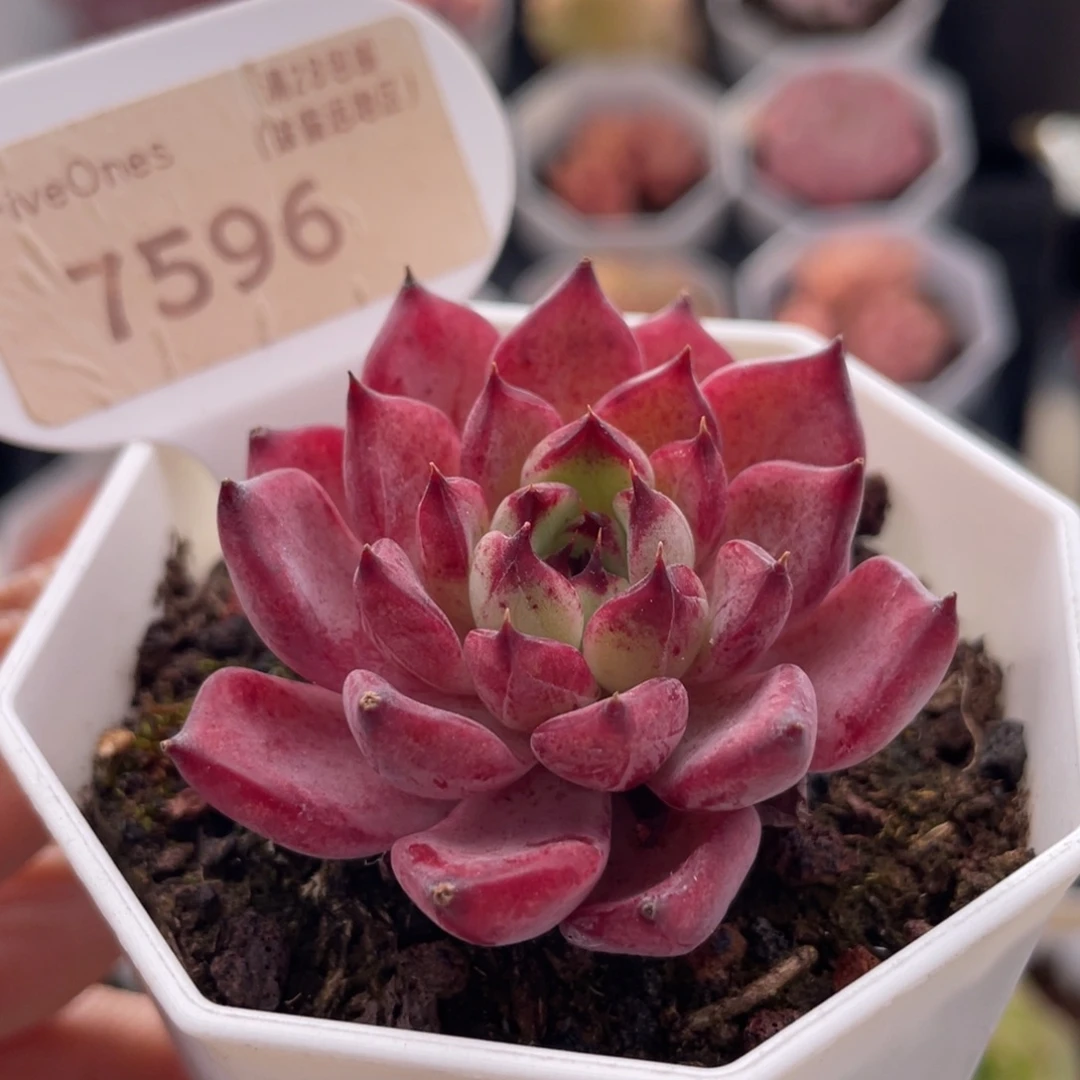 沙罗姬7596-4.6厘米