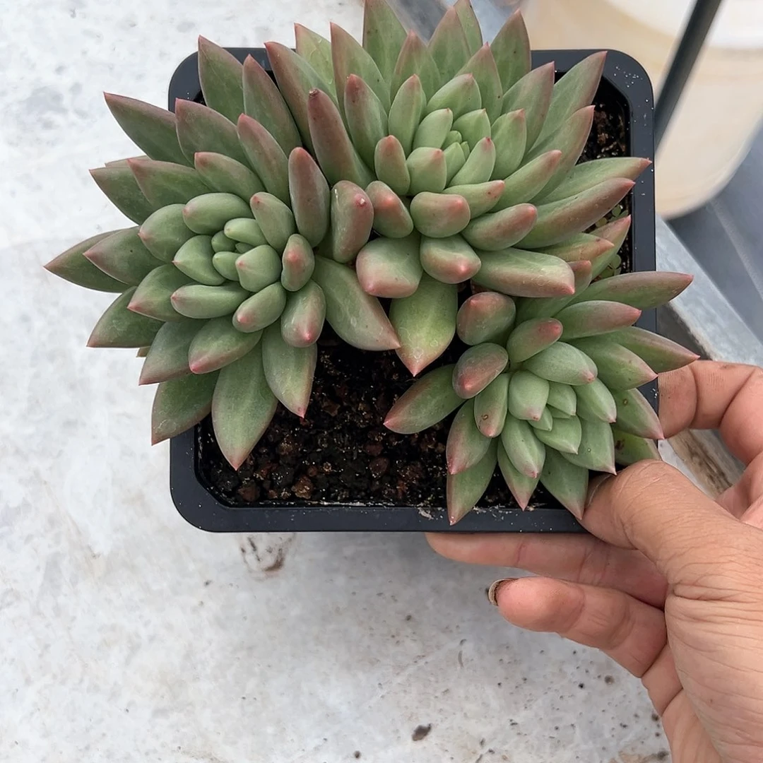 【闪购商品】米其林福利