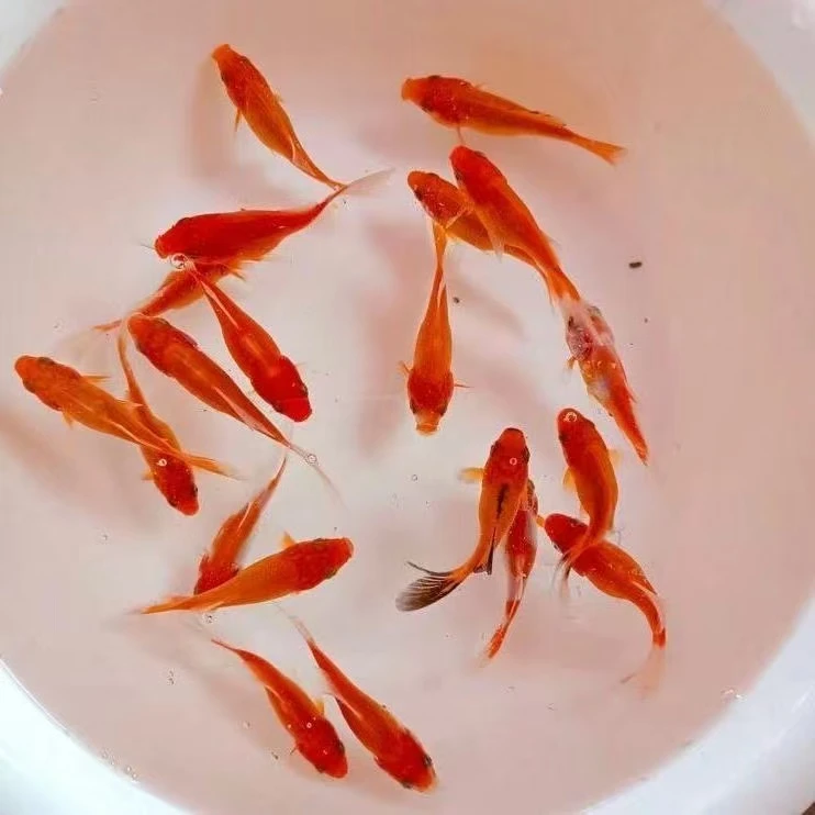 60条3-5厘米草金鱼颜色混搭皮实耐活新手鱼冷水观赏鱼渔场直发