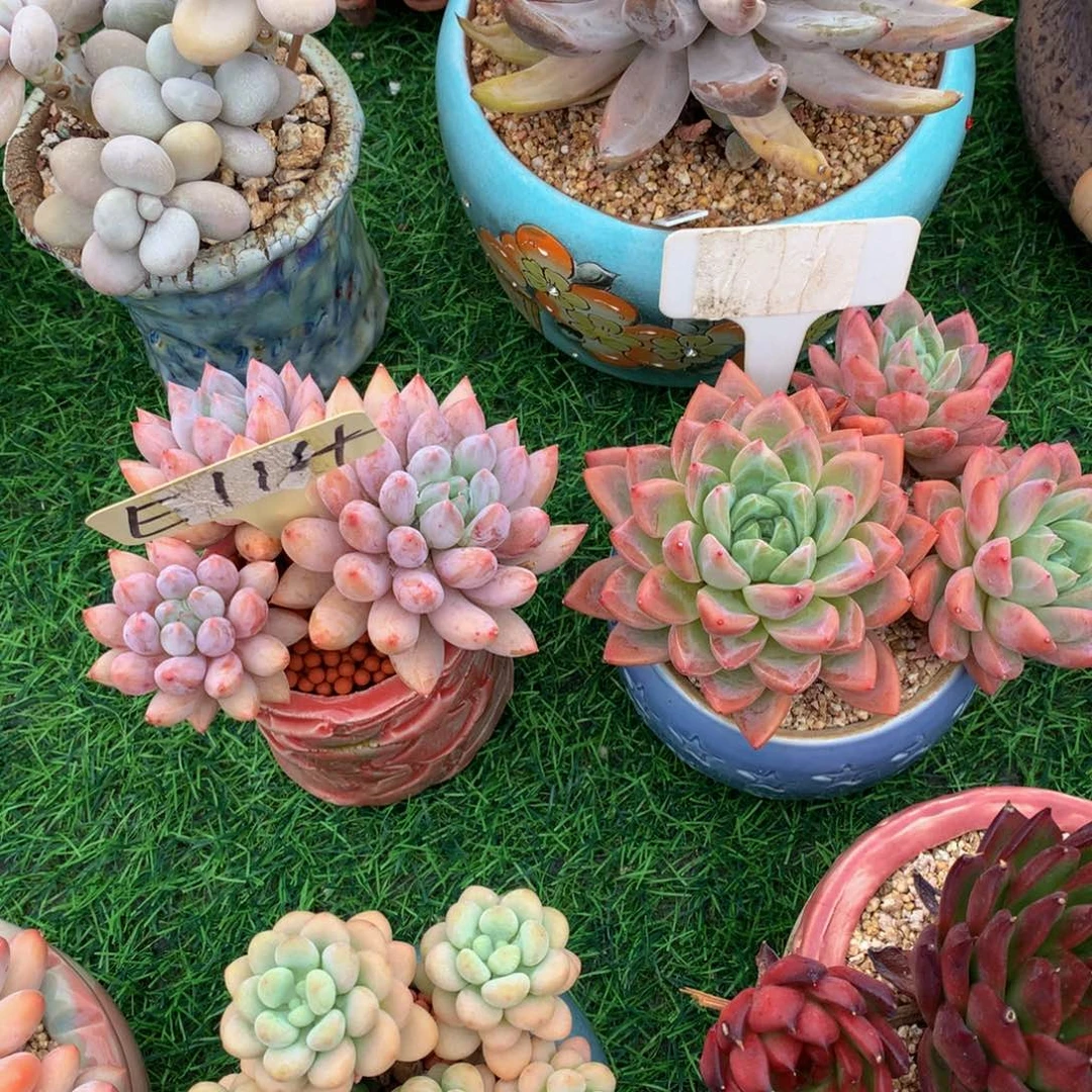 我***理两颗一起多肉植物7273737