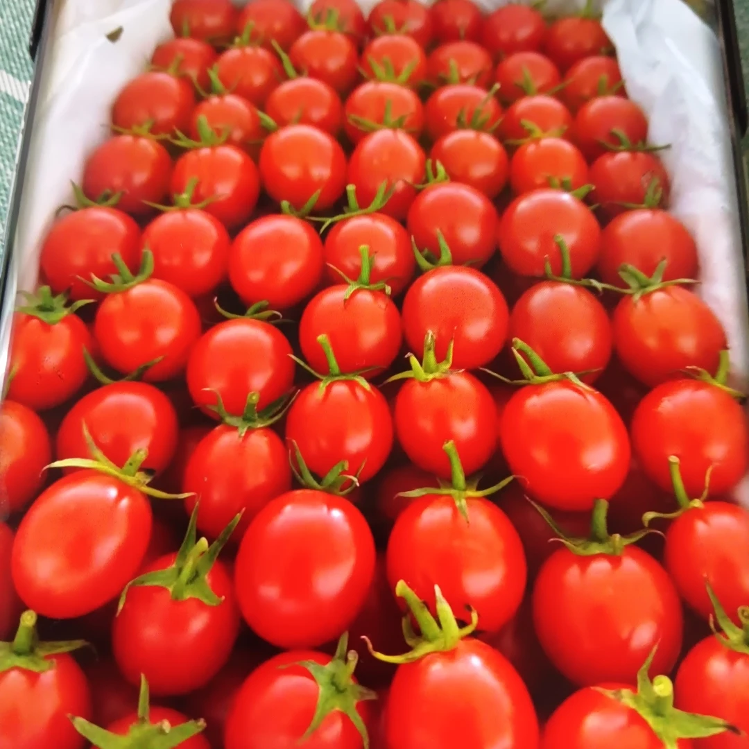 【千禧1盒2.5斤装】广东电白千禧脆甜番茄果味浓郁