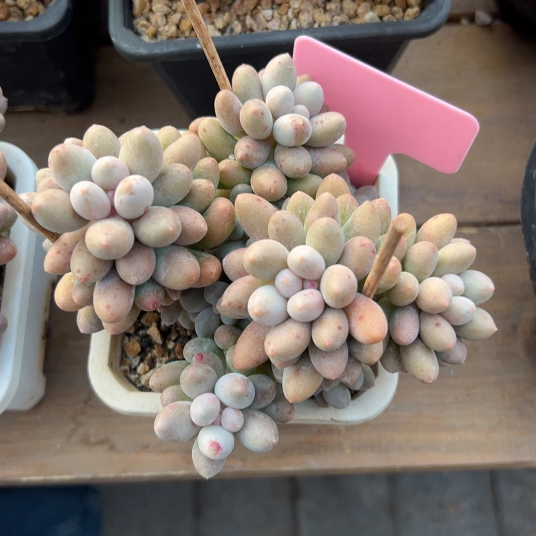 桃花奶11111111111111