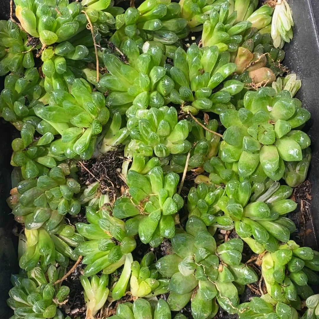 522 一颗实生苏皇玉露锦 整点福利