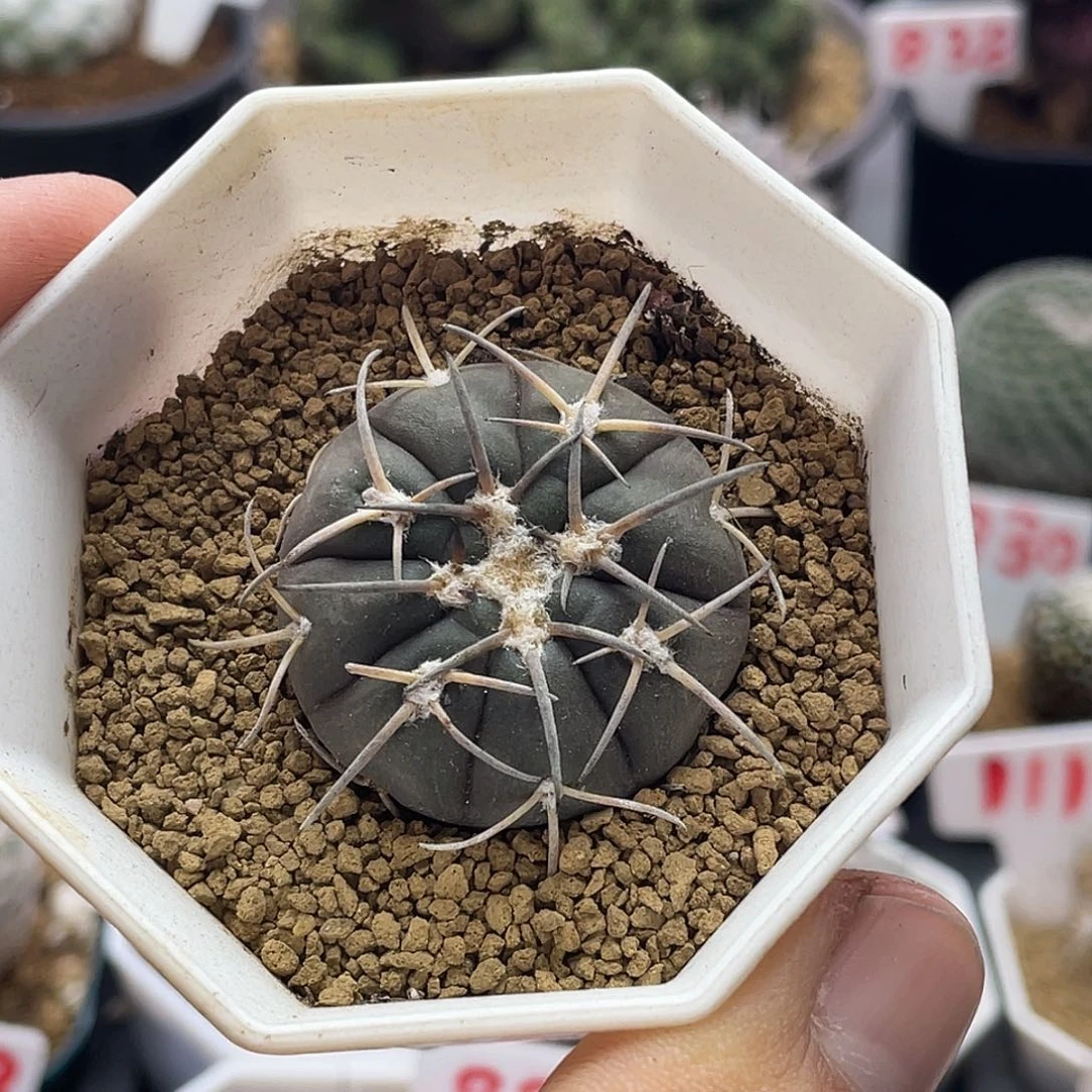实生趴刺天平丸仙人球 包邮