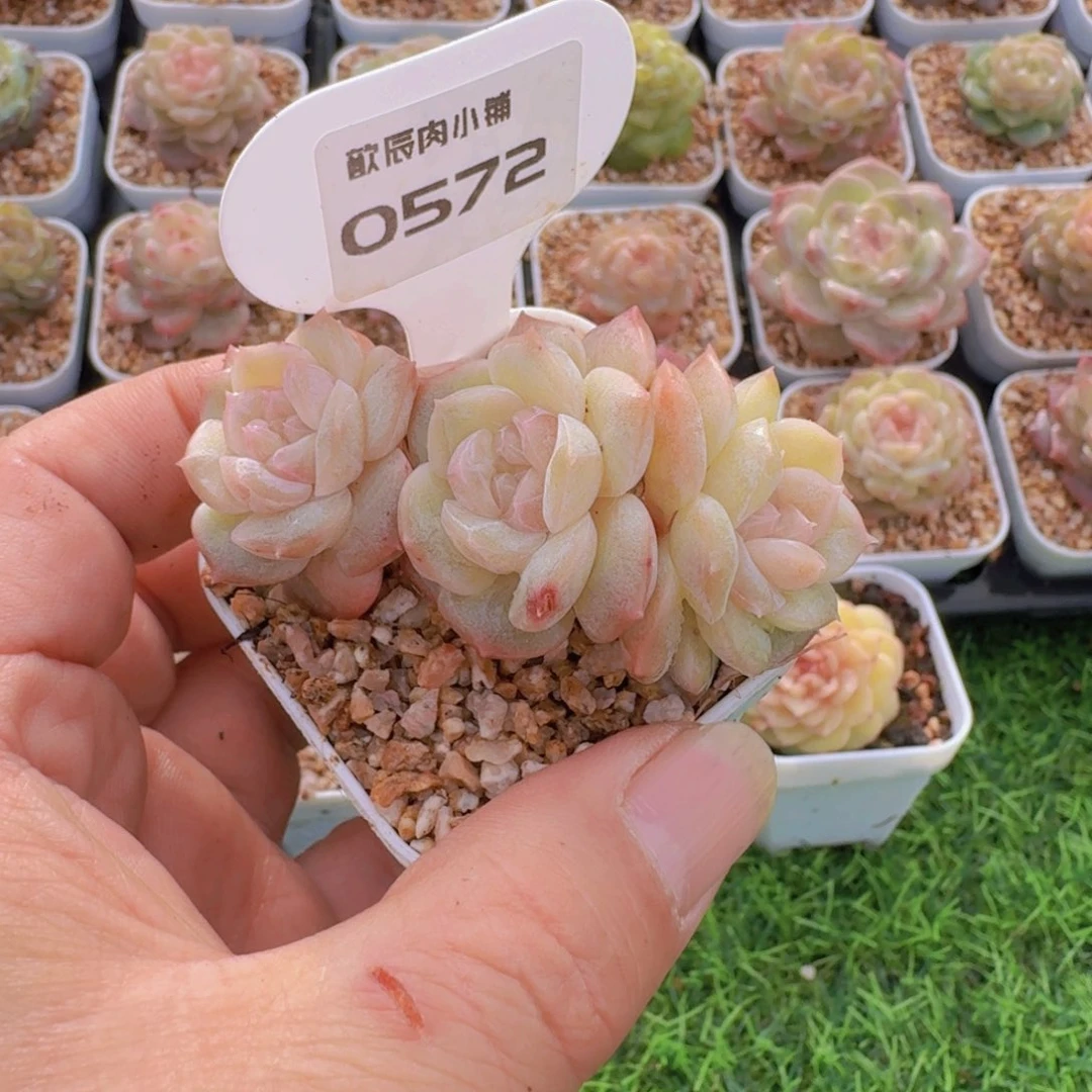 蛋***憨多肉植物杂交一颗0572