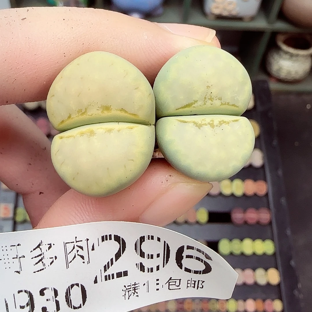 果***陈满满18包邮0930-296