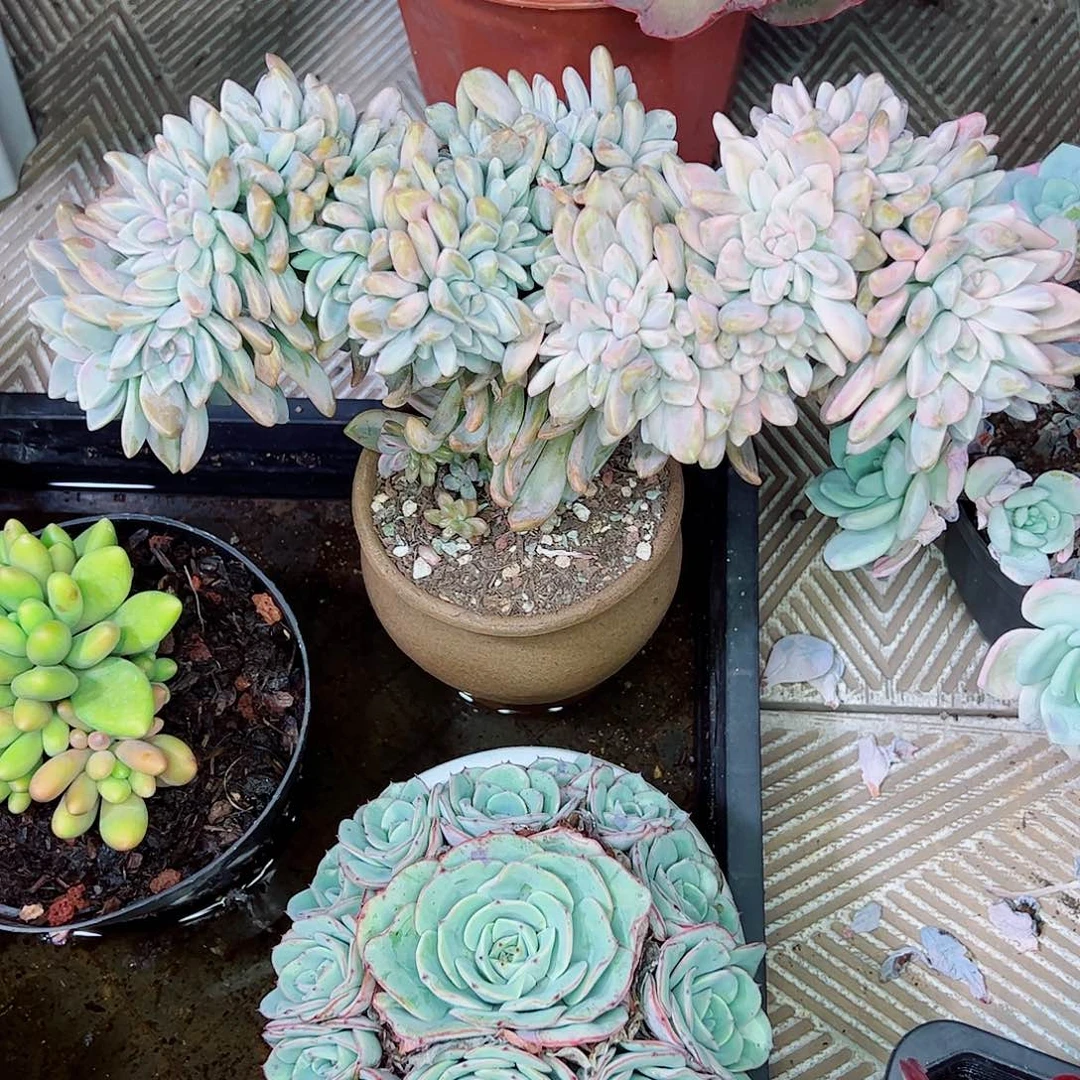 淡雪锦缀化一物一拍