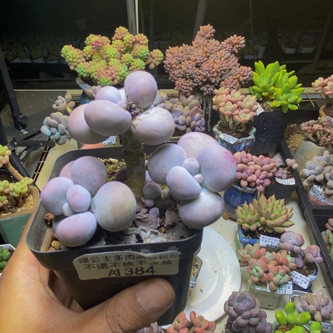 384芭比奶多肉7cm