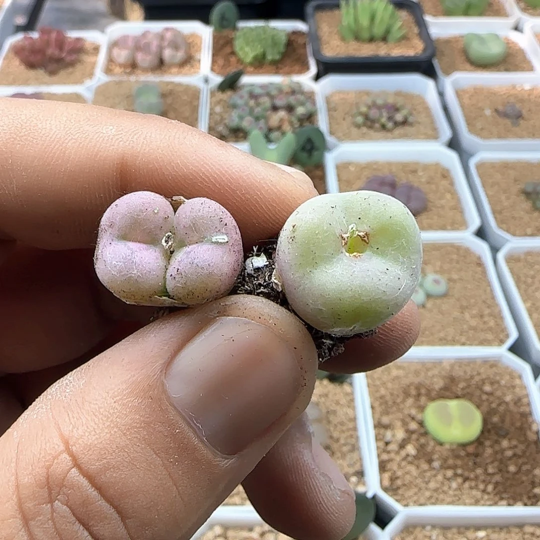 吴***晓开播福利来啦40519