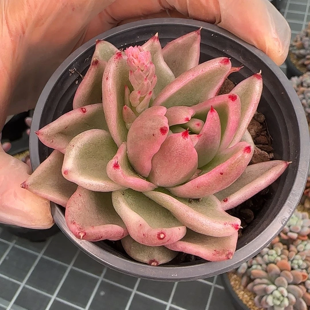 从前慢花园精选怪兽锦