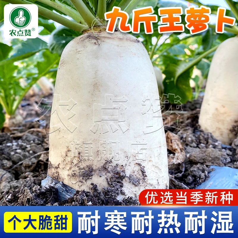 九斤王种子 特大白萝卜种子秋冬播种蔬菜种籽农家菜园耐寒种子