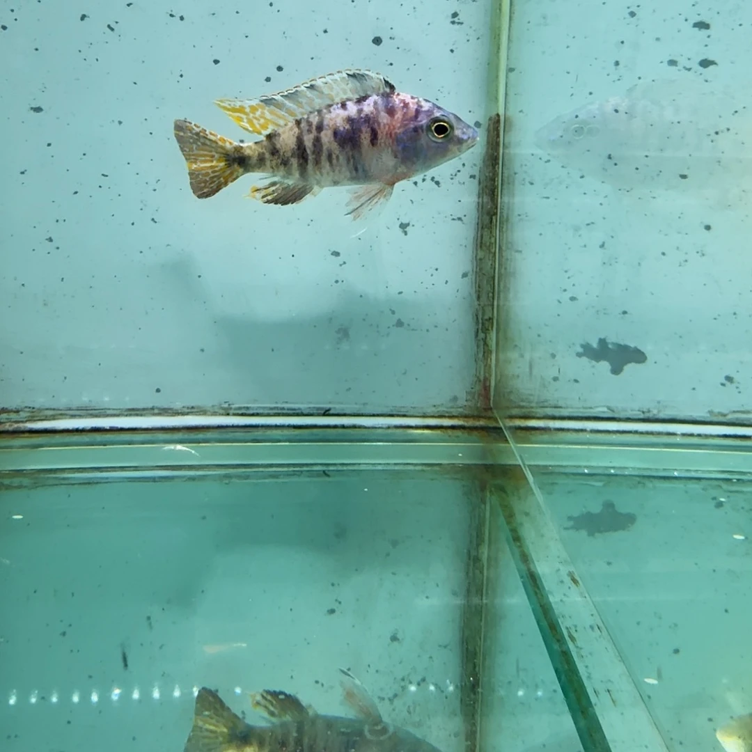慈鲷417孔雀。