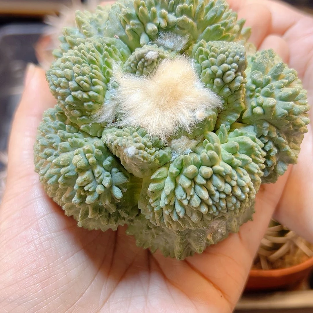 5号自根宽尤怒8.9公分小瑕疵