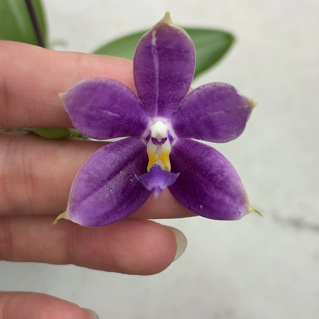当前无花朵，栽培后可花朵A357yss1180