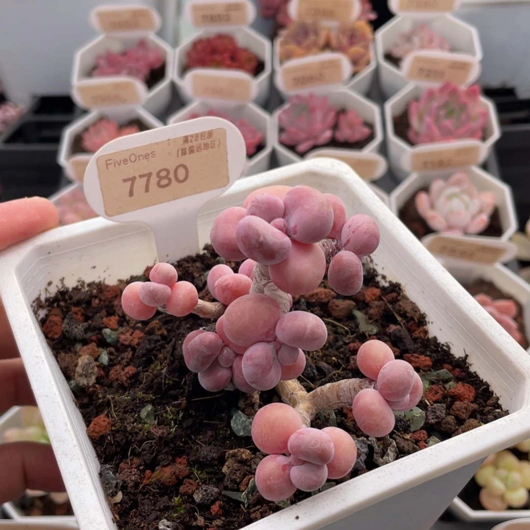 腰子蛋7780-8厘米