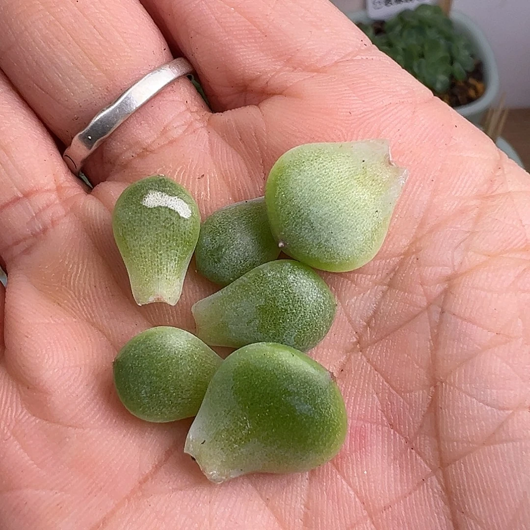 福利 6个姐妹叶片。