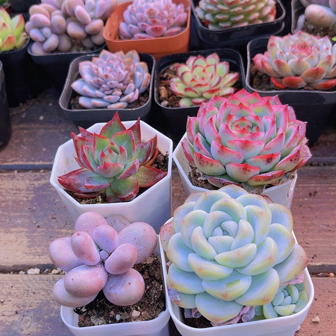 惊鸿➕原始奶酪➕侧影➕