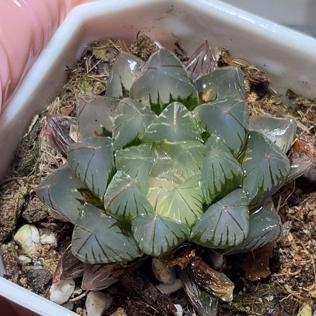 恭喜发财大吉大利925