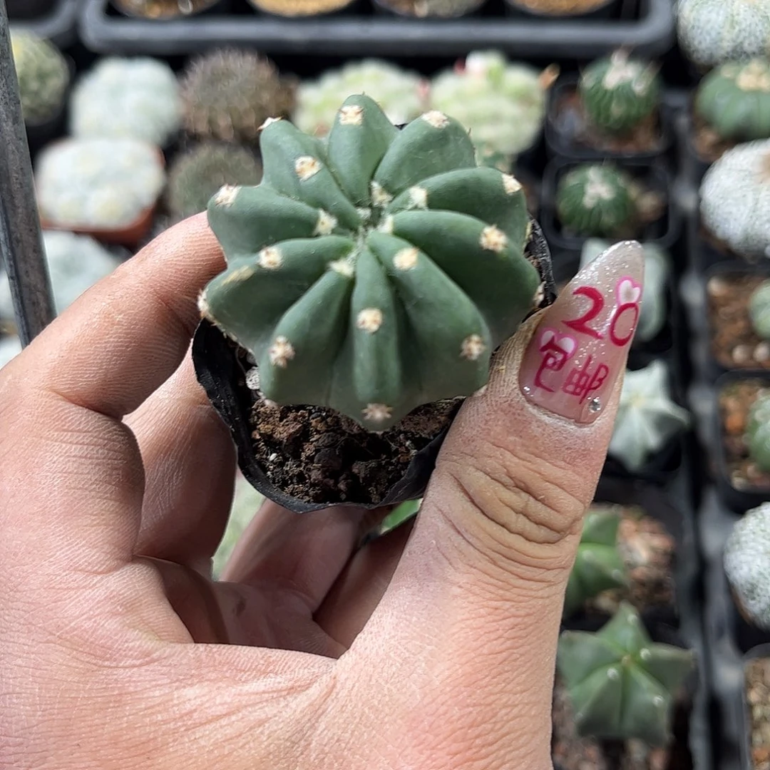 短毛丸单头发货有根发货