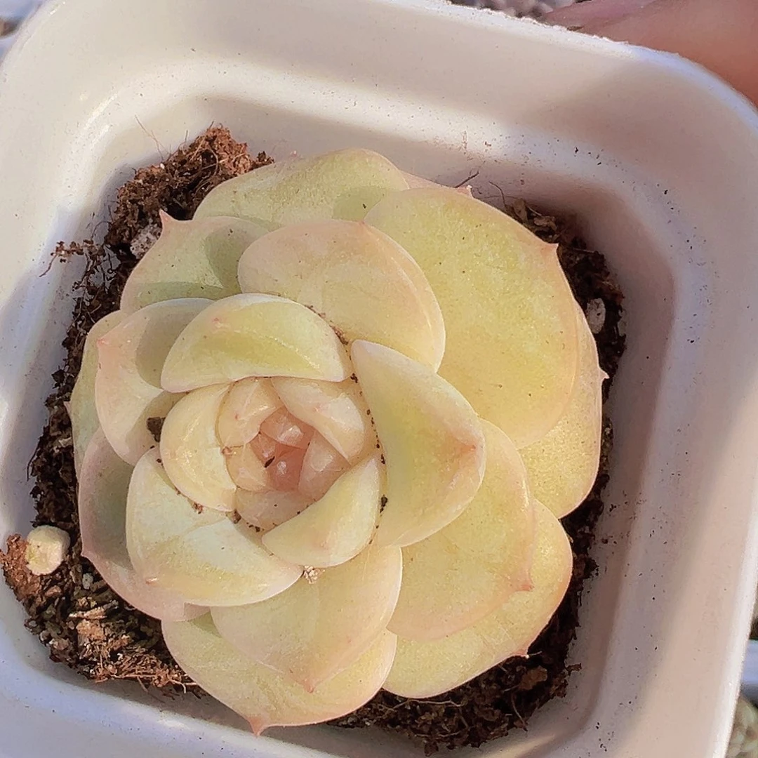 玉盏19包邮多肉植物