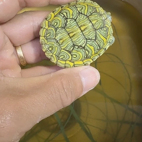 绿毛龟母那就让他们