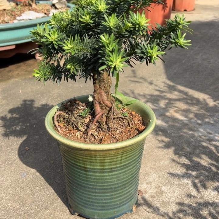 无花朵台湾孔雀罗汉松