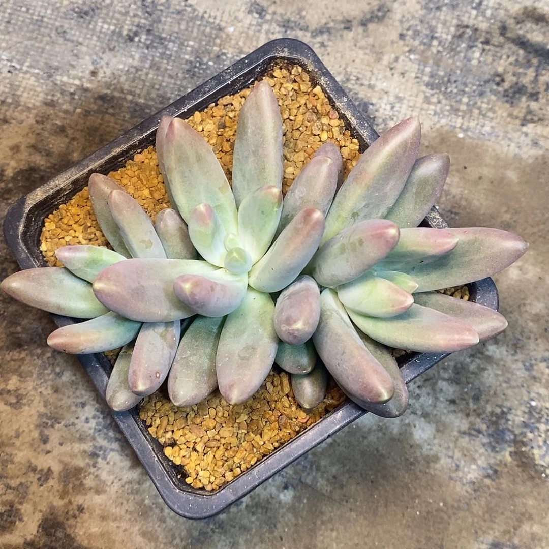 A**牛一物一拍，美人多肉