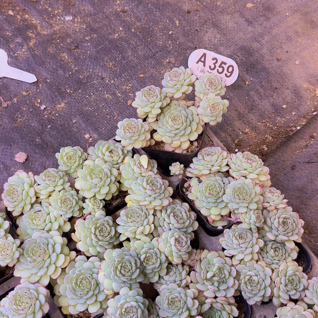 A359小红船一物一拍