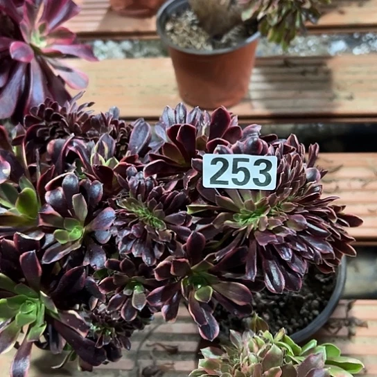 万***爱多肉植物一个欧嘉莉253